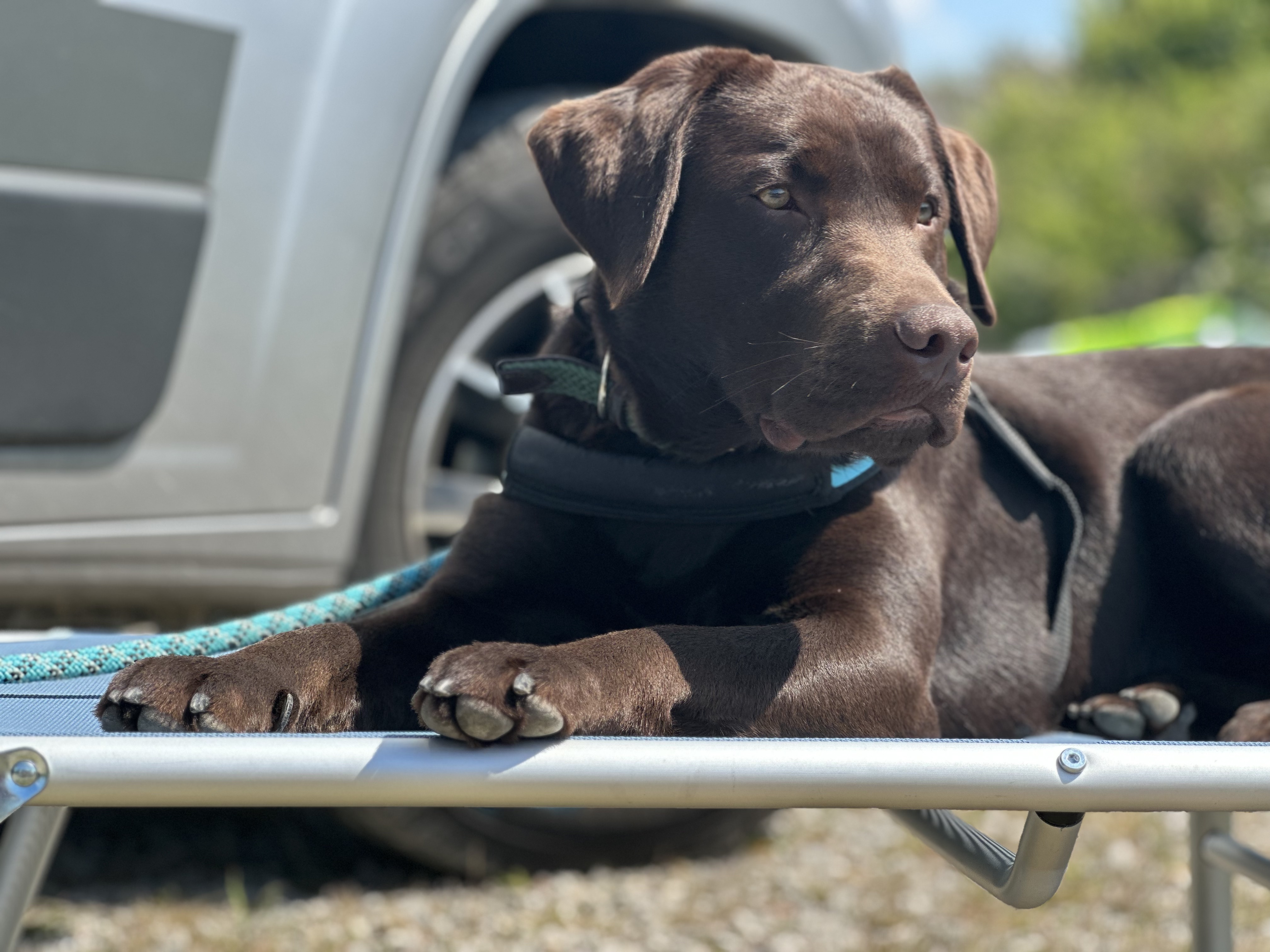 Bruno, neu im Dienst